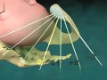 孕妈科普：宝宝出生时的几个阶段