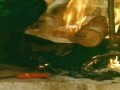 惊爆食人鸟